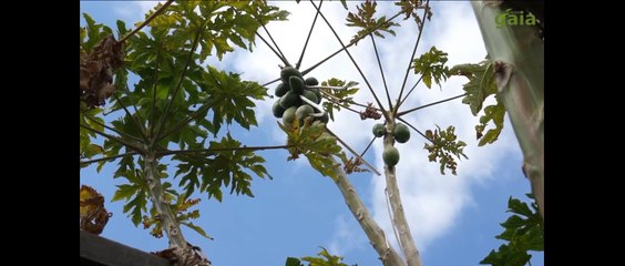 Καλλιέργειες Τροπικών   Δέντρων,  Φυτών στην Κρήτη mygreengaia