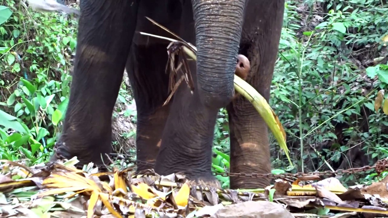 Thailand Episodes Part 3