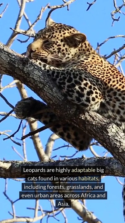 Facts About Leopards