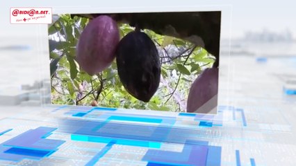 La production et le coût du cacao et de l’anacarde en hausse de 5% en 2024 en Côte d’Ivoire