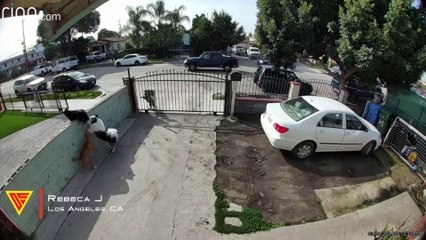 Dogs Protect Their Owner Caught On Ring Camera | Doorbell Camera Video