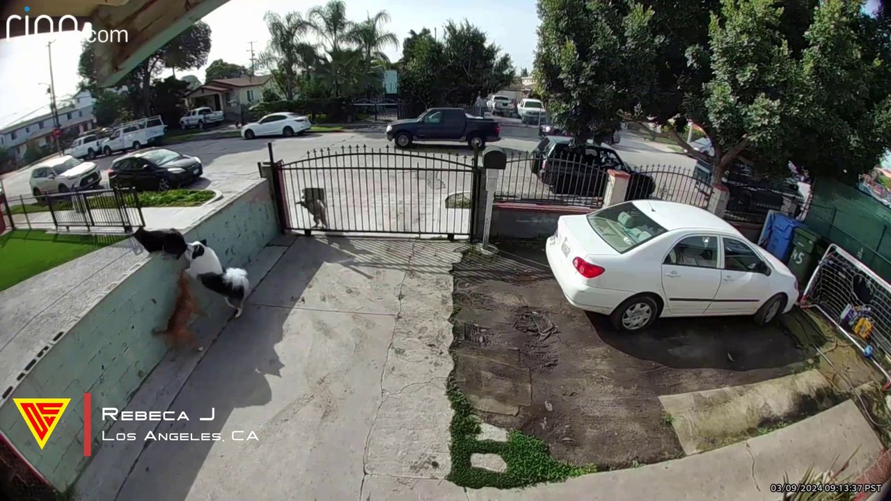 Dogs Protect Their Owner Caught On Ring Camera | Doorbell Camera Video