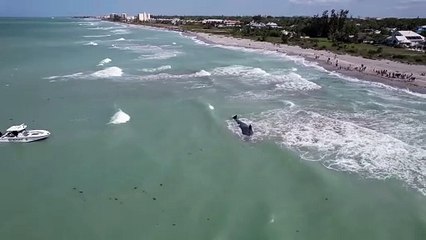 Cachalote morre após ficar encalhado na costa do Golfo da Florida