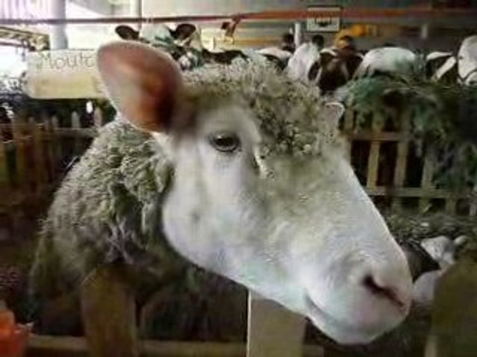 Un mouton