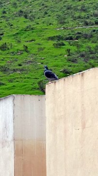 El cerro de los misterios | seres alados se paran en el techo de la casa de alado