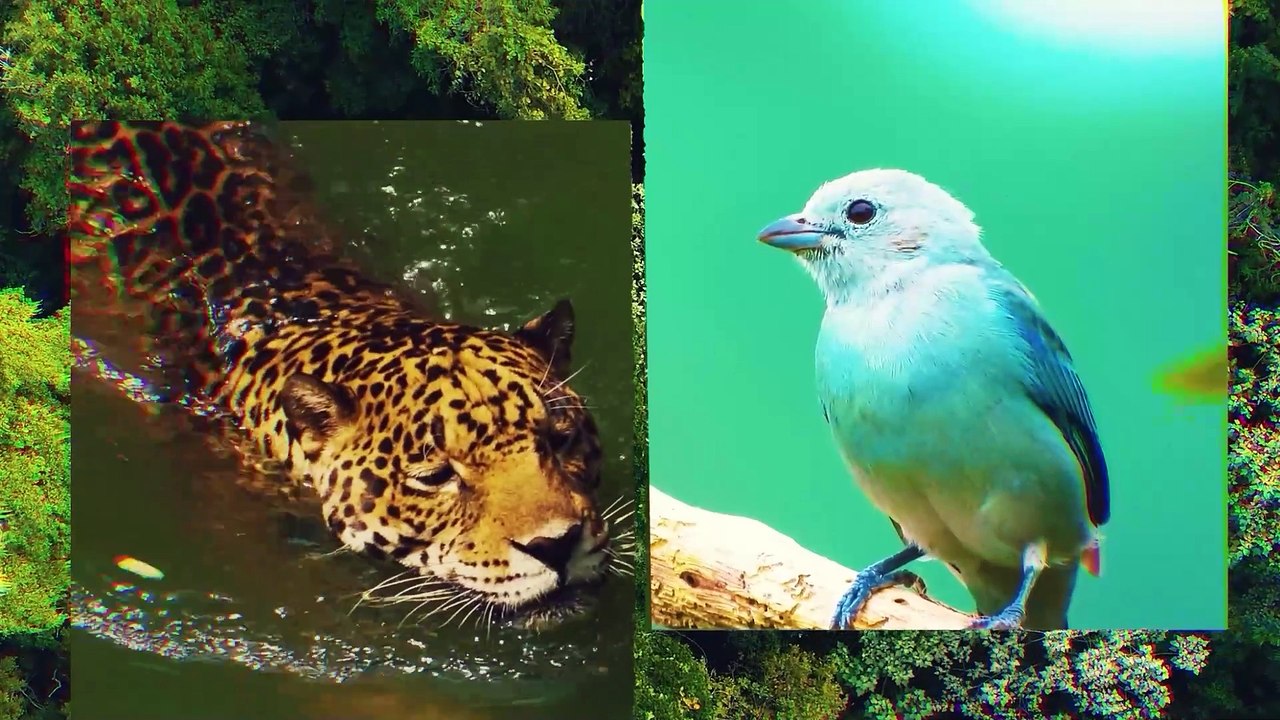 El cambio climático y la violencia  amenazan a la Sierra Nevada de Santa Marta