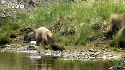 Wild Yellowstone: La Aventura De La Loba Alfa