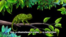 Mind-Blowing Facts About Chameleons