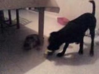 Shadow et sassy (2)