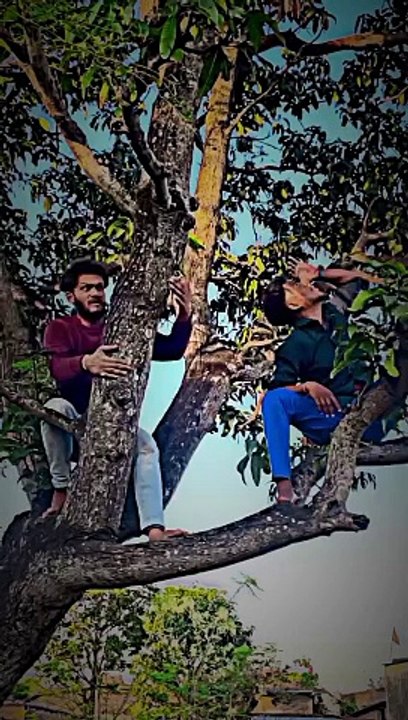 ये+तो+आम+का+पेड़+#shorts+#youtubeshorts+#shortsfeed+#comedy+#surajroxnewvideo+#deepakrox+#viral