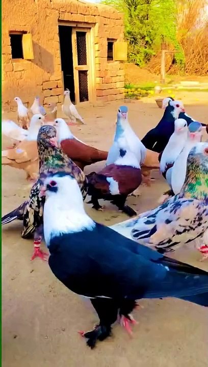 Nice paranda