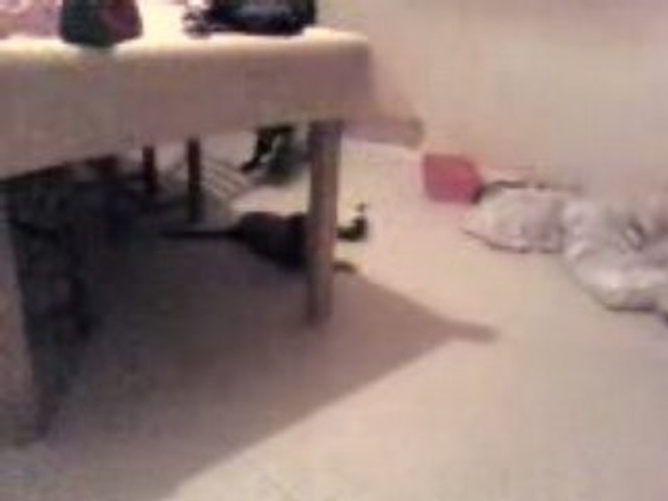 Shadow et sassy (3)