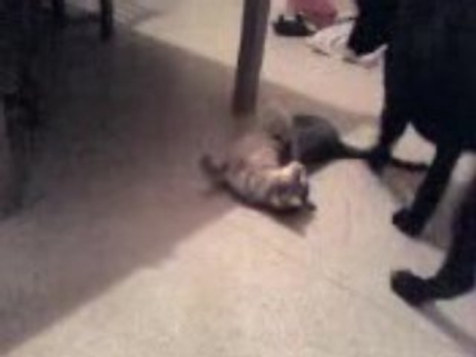 Shadow et sassy (4)