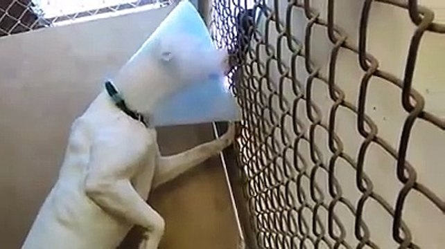 Old film❤️Annabell Pet Id 839493 Pit Bull Terrier young beautiful jumping bean is just full of energy kennel 10 Humane Society of Southern Arizona❤️3450 N. Kelvin Tucson AZ on 4-2-2017adopted4-3-2017old film