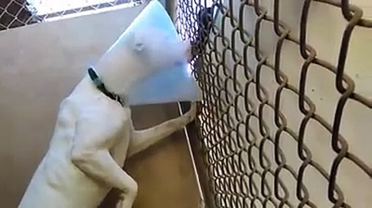 Old film❤️Annabell Pet Id 839493 Pit Bull Terrier young beautiful jumping bean is just full of energy kennel 10 Humane Society of Southern Arizona❤️3450 N. Kelvin Tucson AZ on 4-2-2017adopted4-3-2017old film