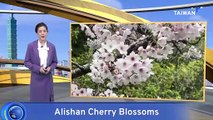 Alishan Cherry Blossom Festival Opens as Trees Bloom Early