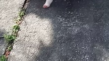 Cordon and his pups