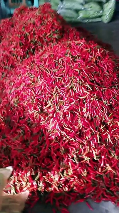 Sili ( Taiwan ) ️️️