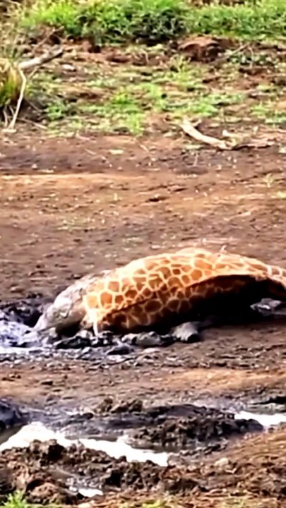 giraffe #animals #giraffe #shorts #viral