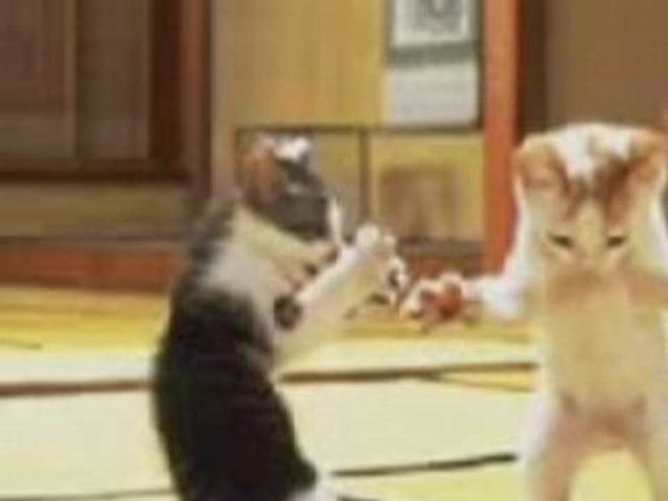 Techno cat