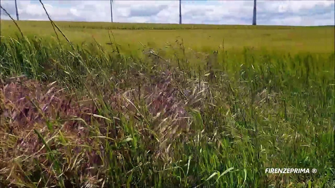 Wind on wheat field