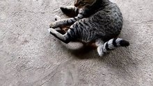 pusa namin