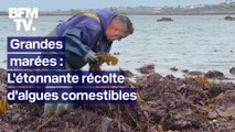 TANGUY DE BFM - Grandes marées en Bretagne: l'étonnante récolte d'algues comestibles
