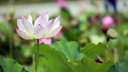 1-minute Peaceful Ponds Sound