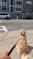 Heartwarming Reunion | Two Cute Dog Best Friends Meet Again on the Street