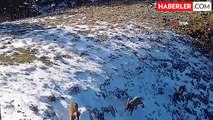 Yaban keçilerini kovalayan Vaşak fotokapana yansıdı