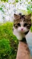 Cute kitten #cat #kitten #kittens #cats #lovecats #catlover