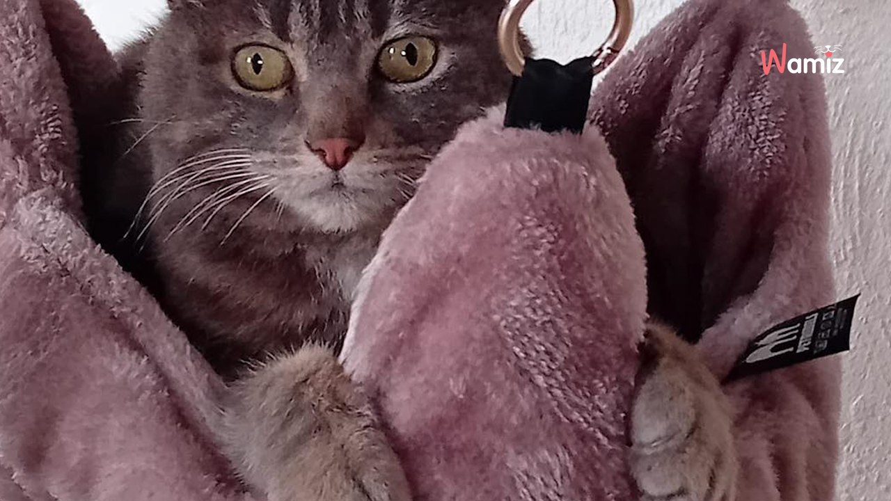 Depuis le décès de son meilleur ami, cette chatte ne supporte plus aucun animal et doit changer de famille