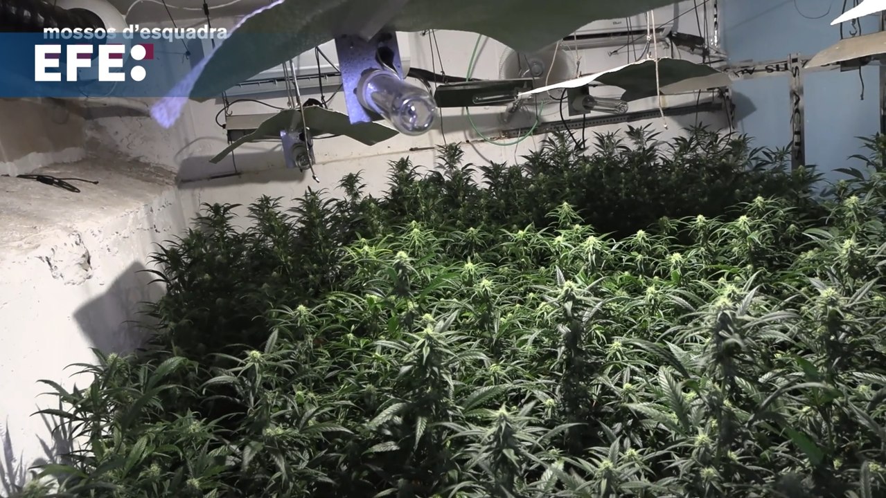 Los Mossos detienen a 12 personas dedicadas al tráfico de drogas desde El Prat