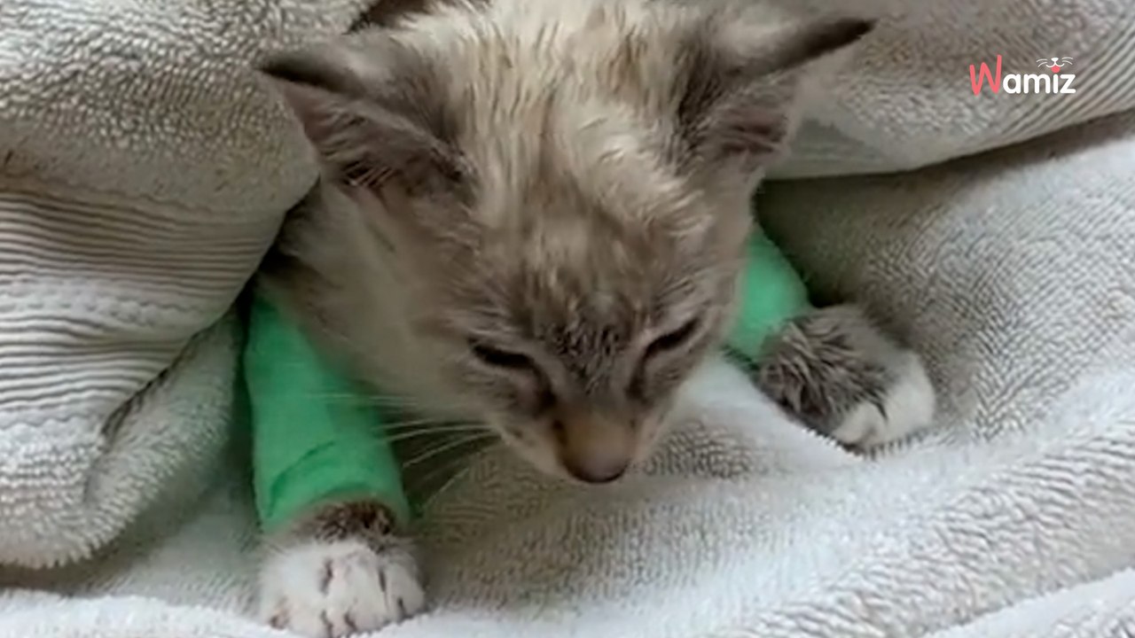 Ils emmènent leur chaton à la clinique pour le faire euthanasier : le vétérinaire ne va pas l'entendre de cette oreille