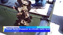 Oyster Farms Disappearing in Taiwan as Climate, Water Levels Change
