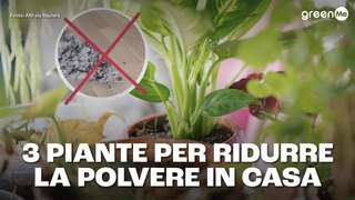3 piante per ridurre la polvere in casa