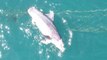 Thirroul dolphin | March 12, 2024 | Illawarra Mercury