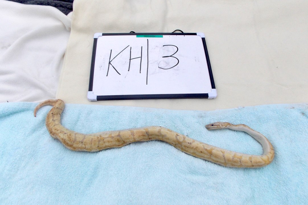 RSPCA appeal as 27 snakes and four chickens fou...
