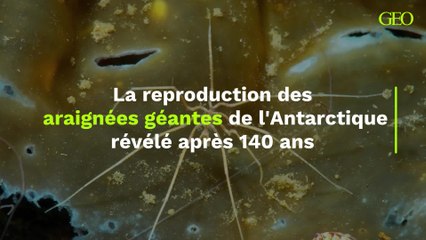 La reproduction des araignées géantes de l'Antarctique révélé après 140 ans