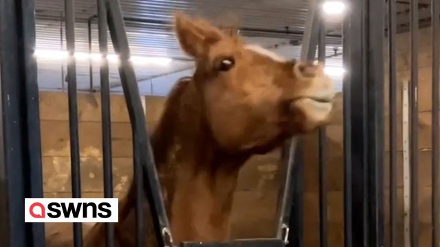 „Metalhead“-Pferd liebt es, vor seinen Lieblings-Hardrock- und Metal-Bands zu headbangen