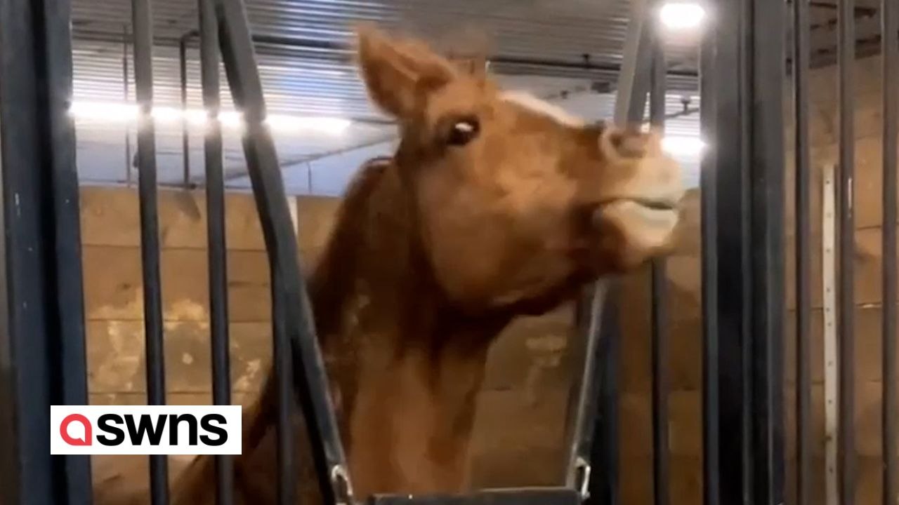 „Metalhead“-Pferd liebt es, vor seinen Lieblings-Hardrock- und Metal-Bands zu headbangen