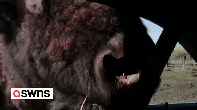 Freunde geraten in Panik, nachdem der Büffel im Safaripark zu nahe kommt, um sich dort wohl zu fühlen