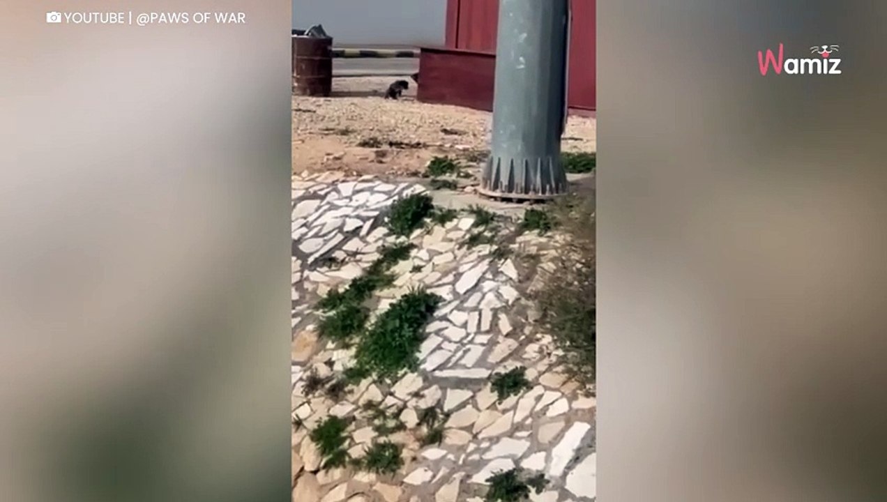 Video. Soldati americani in pattuglia fanno uno straziante incontro. Ma non si girano dall'altra parte