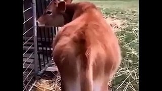 Funniest Animals Videos 2024 Try Not To Laugh Dogs