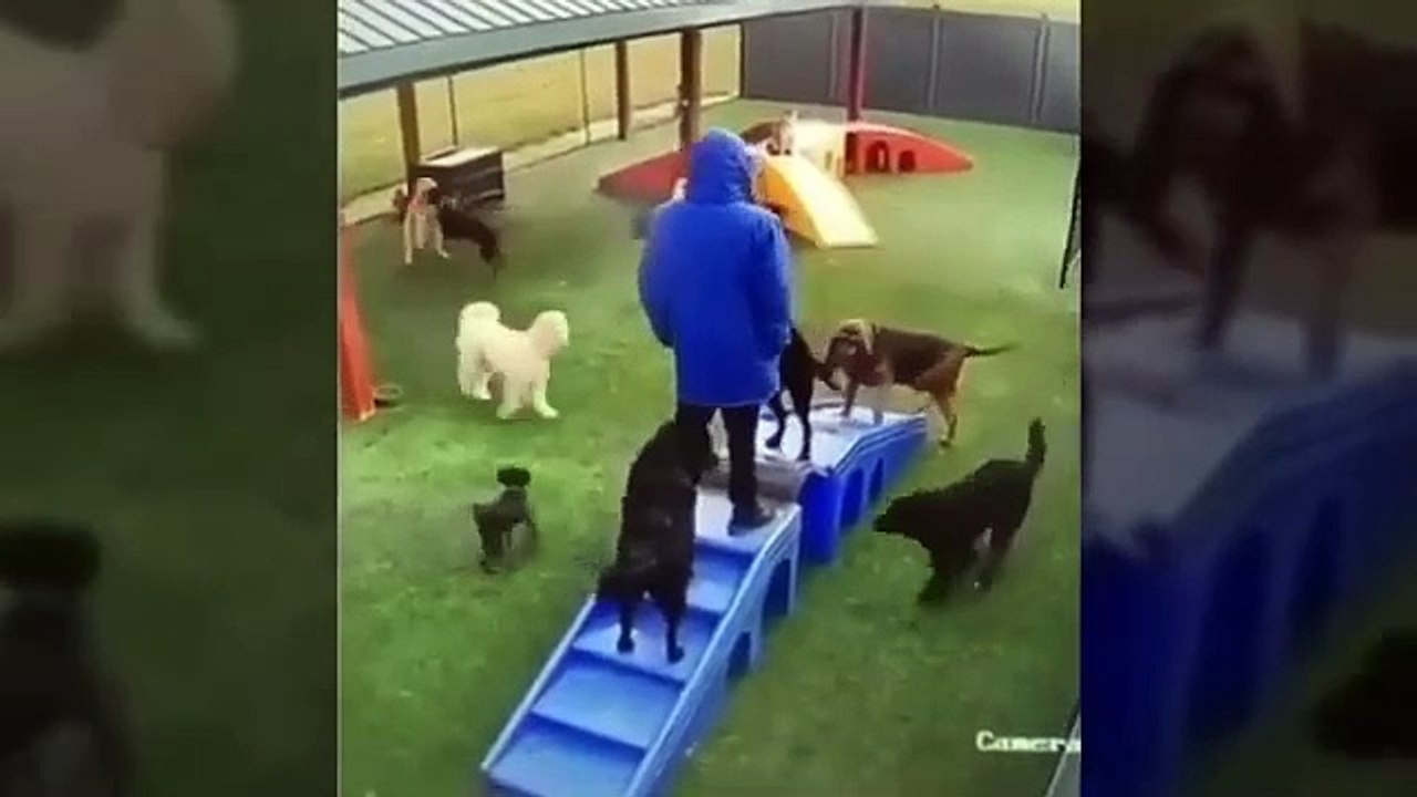It's To LAUGH When Watching This Video Of The FUNNIEST ANIMALS On Earth