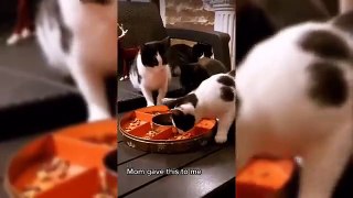 Try Not To Laugh Dogs And Cats  - Funniest Animals Video 2024