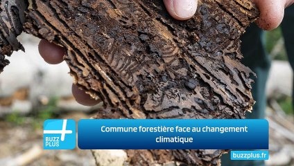 Commune forestière face au changement climatique