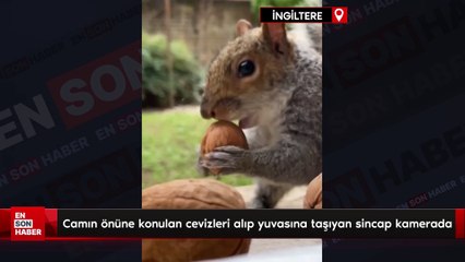 İngiltere'de camın önüne konulan cevizleri alıp yuvasına taşıyan sincap kamerada