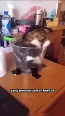 Apakah Kucing itu Cairan_