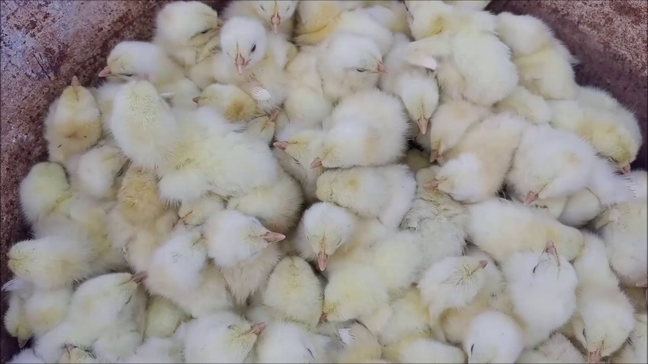 CHICKS COLOR